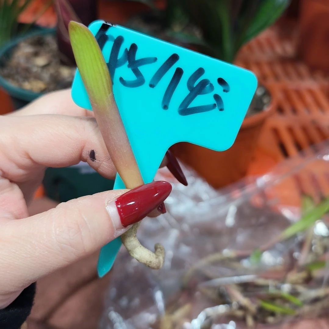 任***我无花朵君子兰直播带货王