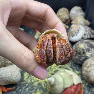 特价商品斐济草莓2.7口