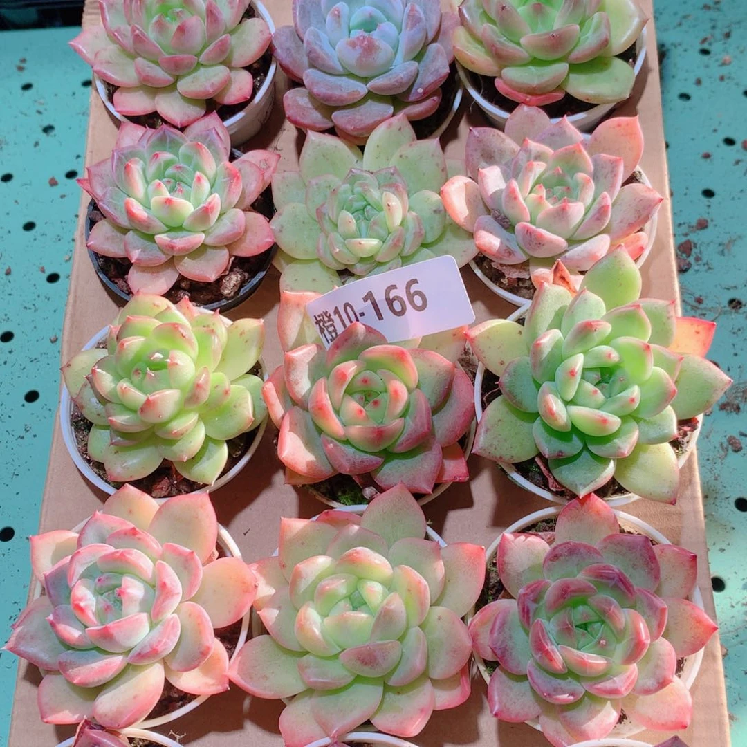 10-166一物一拍多肉带盆18颗