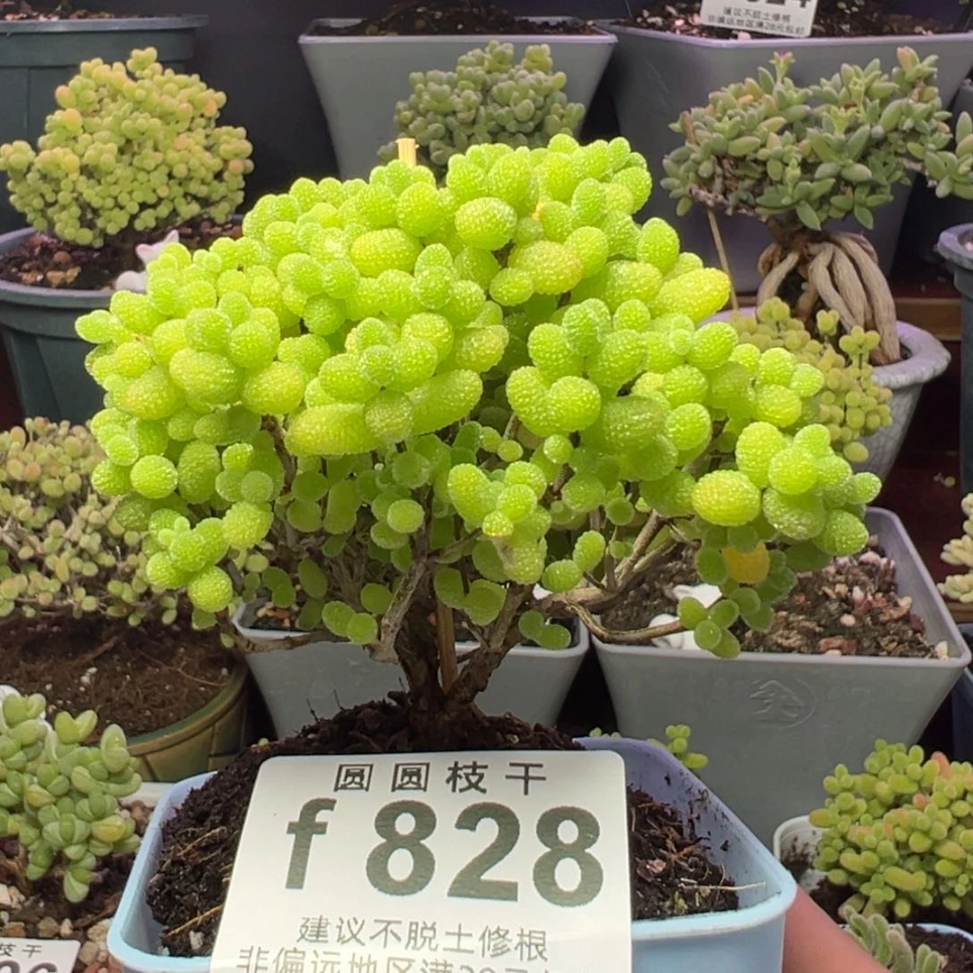 828金桔糖球一物一拍