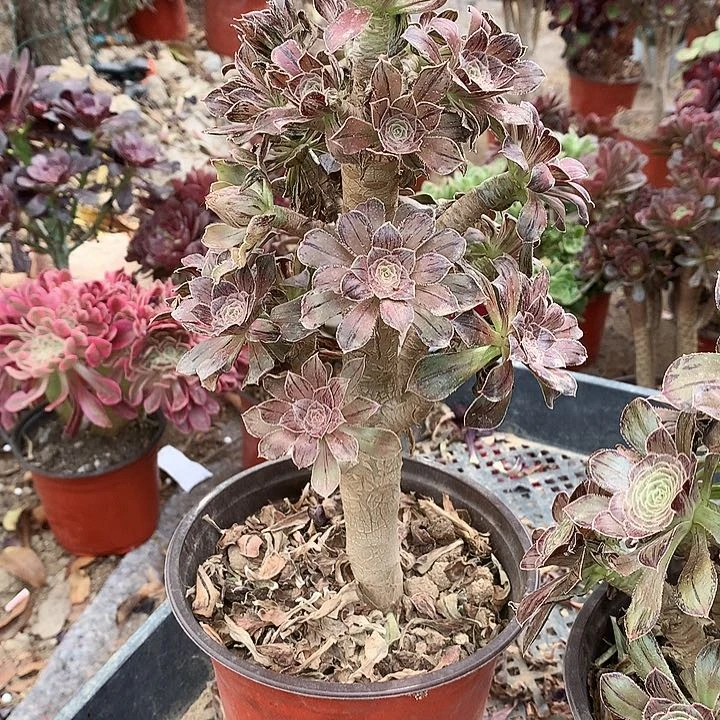 微***光729拉丝锦多肉植物