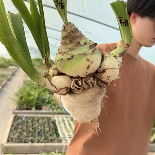 甜蜜妮芙2号8～9 带三侧 包对版