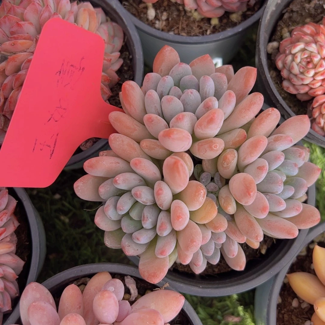 香玉的故事是一个人的故事吗