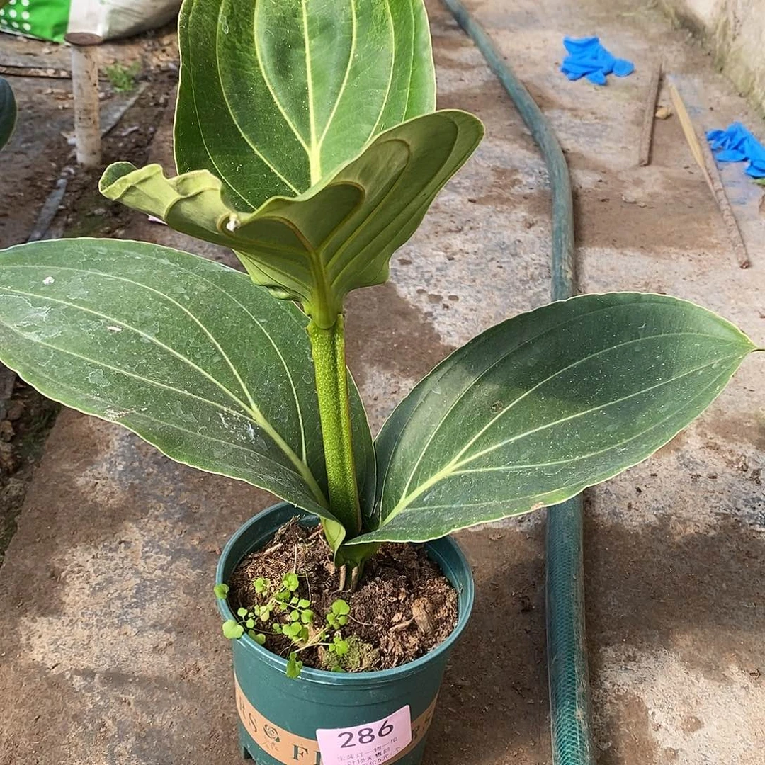 木本植物不*木本花卉286