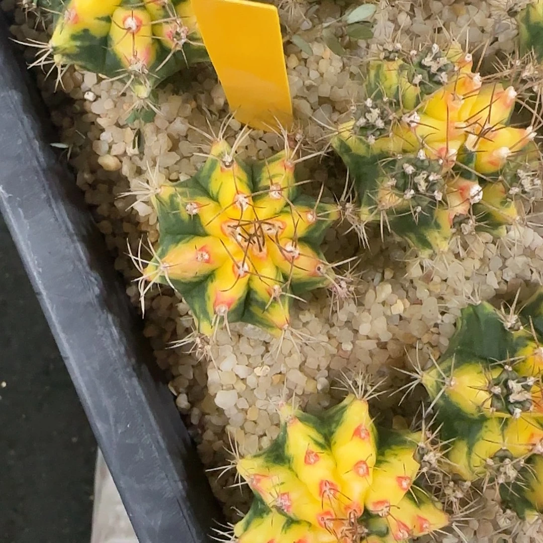 *****L790-1220泰国发货