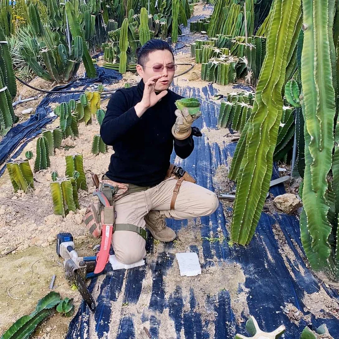 秘鲁苹果小豆丁10公分左右无根