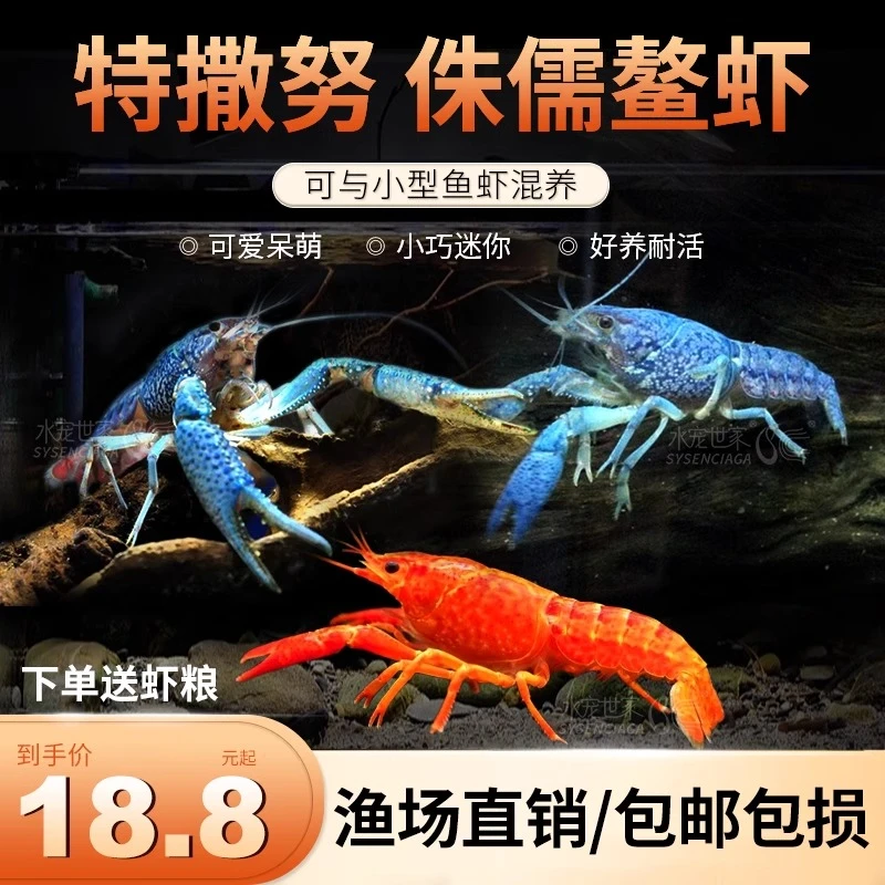 迷你侏儒鳌虾观赏虾迷你鳌虾特萨努特撒努草缸活体宠物虾小型鳌虾