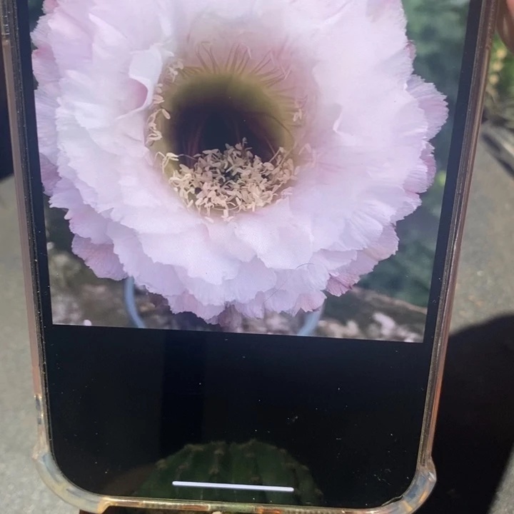 彩草黑美人带根4.5公分左右