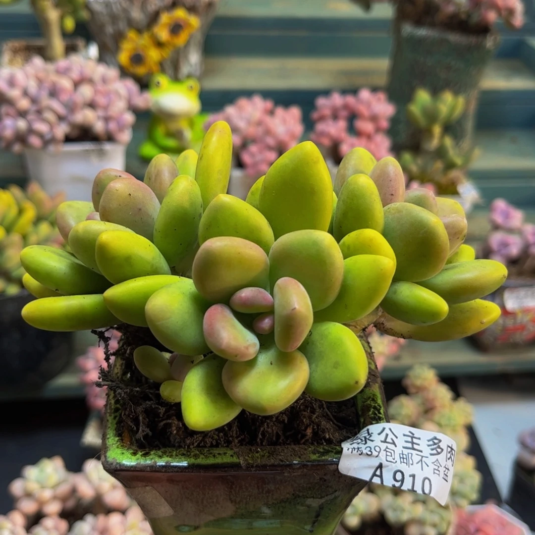 么****910芒果奶12cm多肉