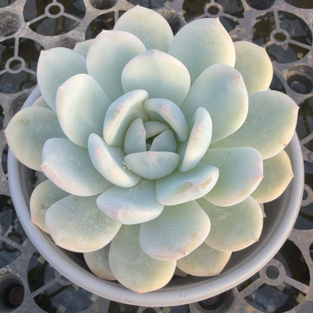 一颗多肉锦虽然锦