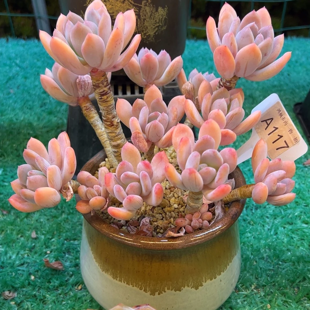 灰姑娘，，，，，，，，，，，，，