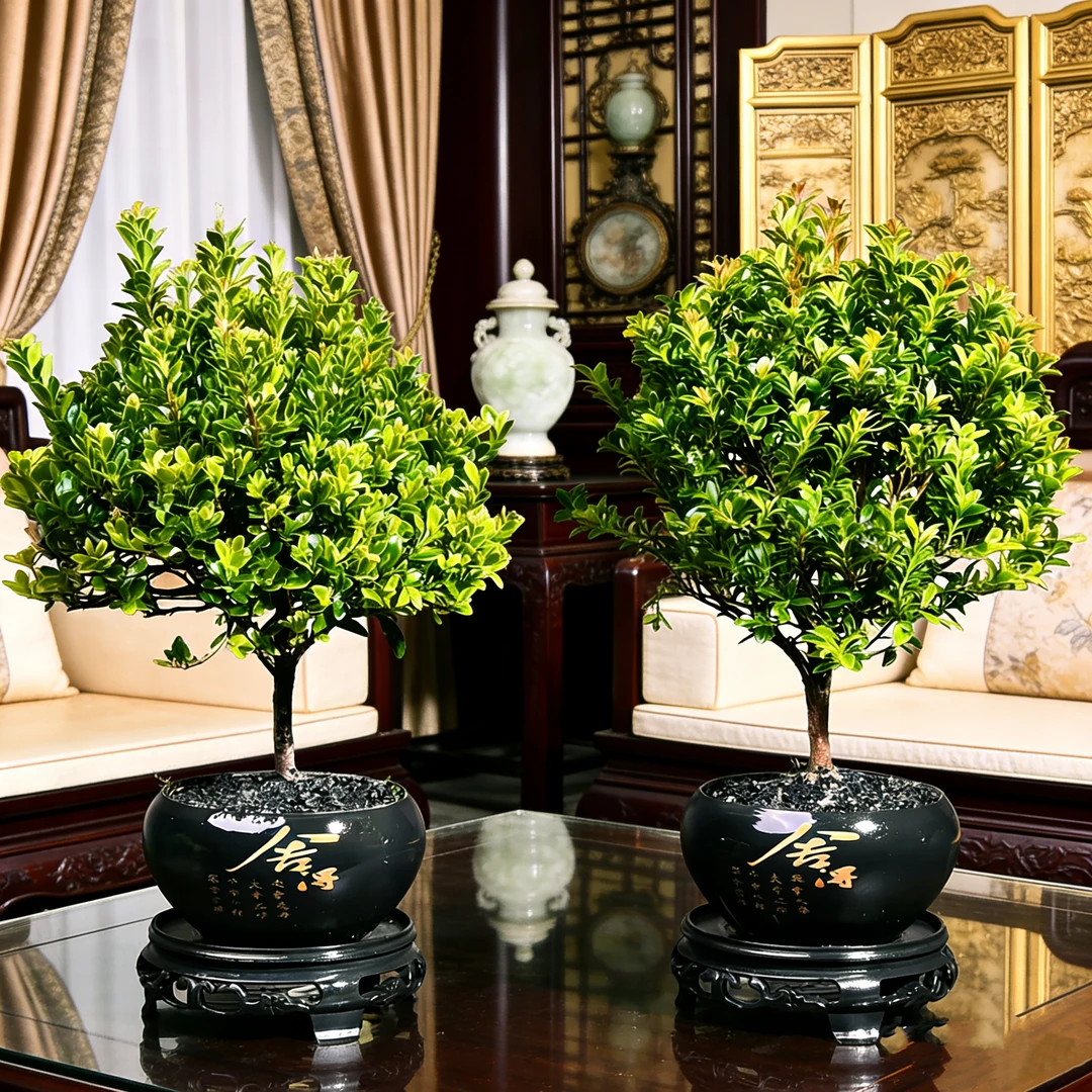 金丝楠木小叶赤楠盆栽高端美盆景绿植室内客厅茶桌【拍一发二】