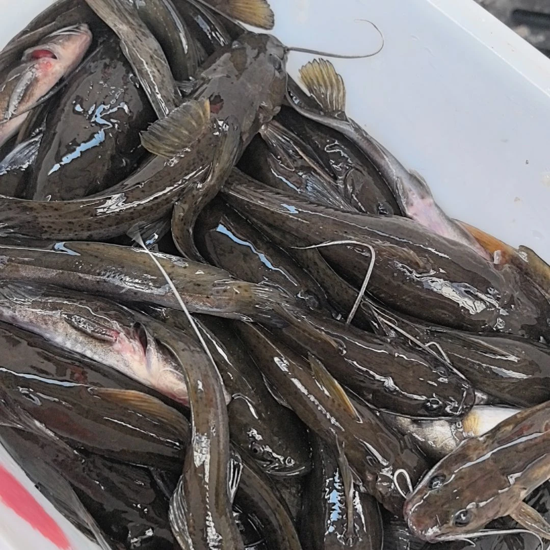 石台小李代购牛尾巴2.6斤