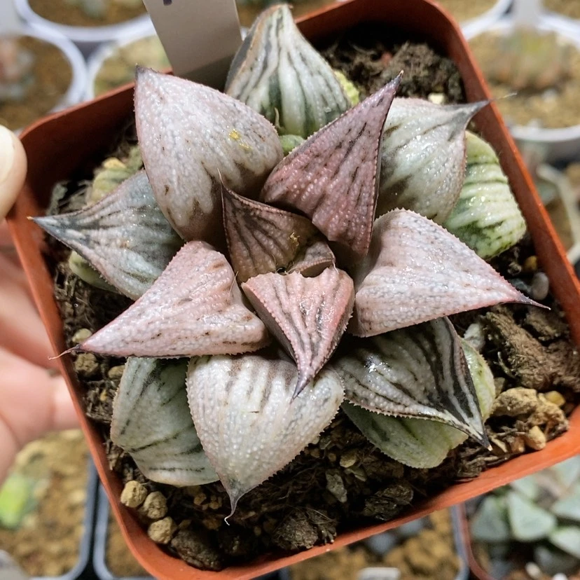 【闪购商品】74皇妃