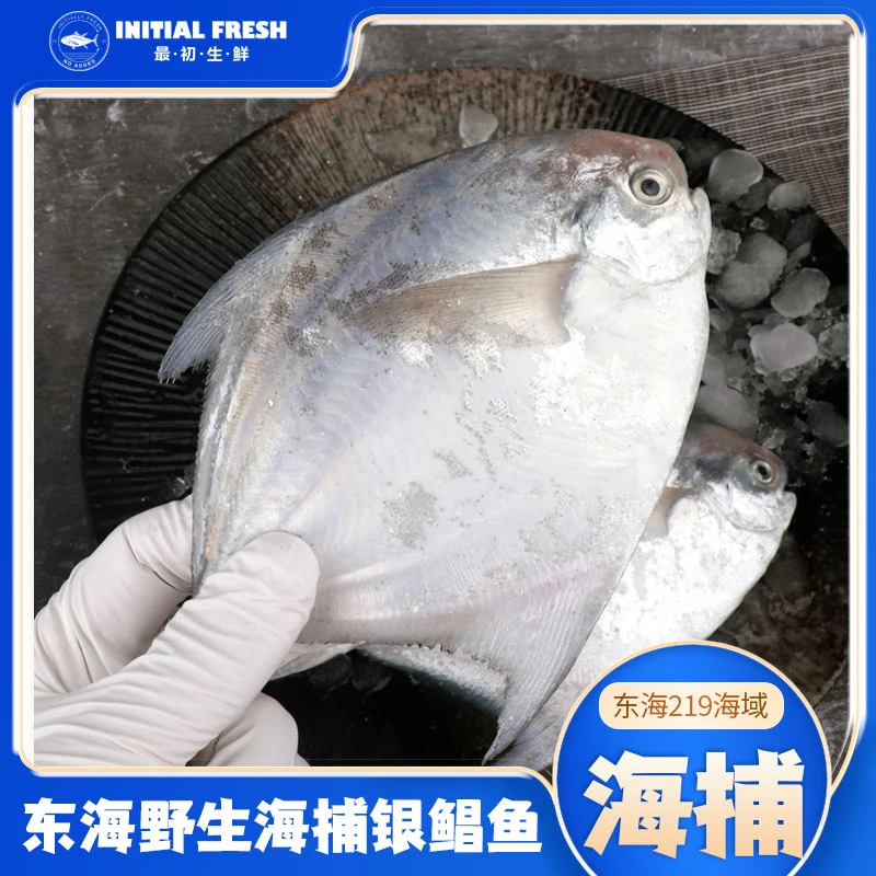 东哥海捕东海新鲜海捕银鲳鱼