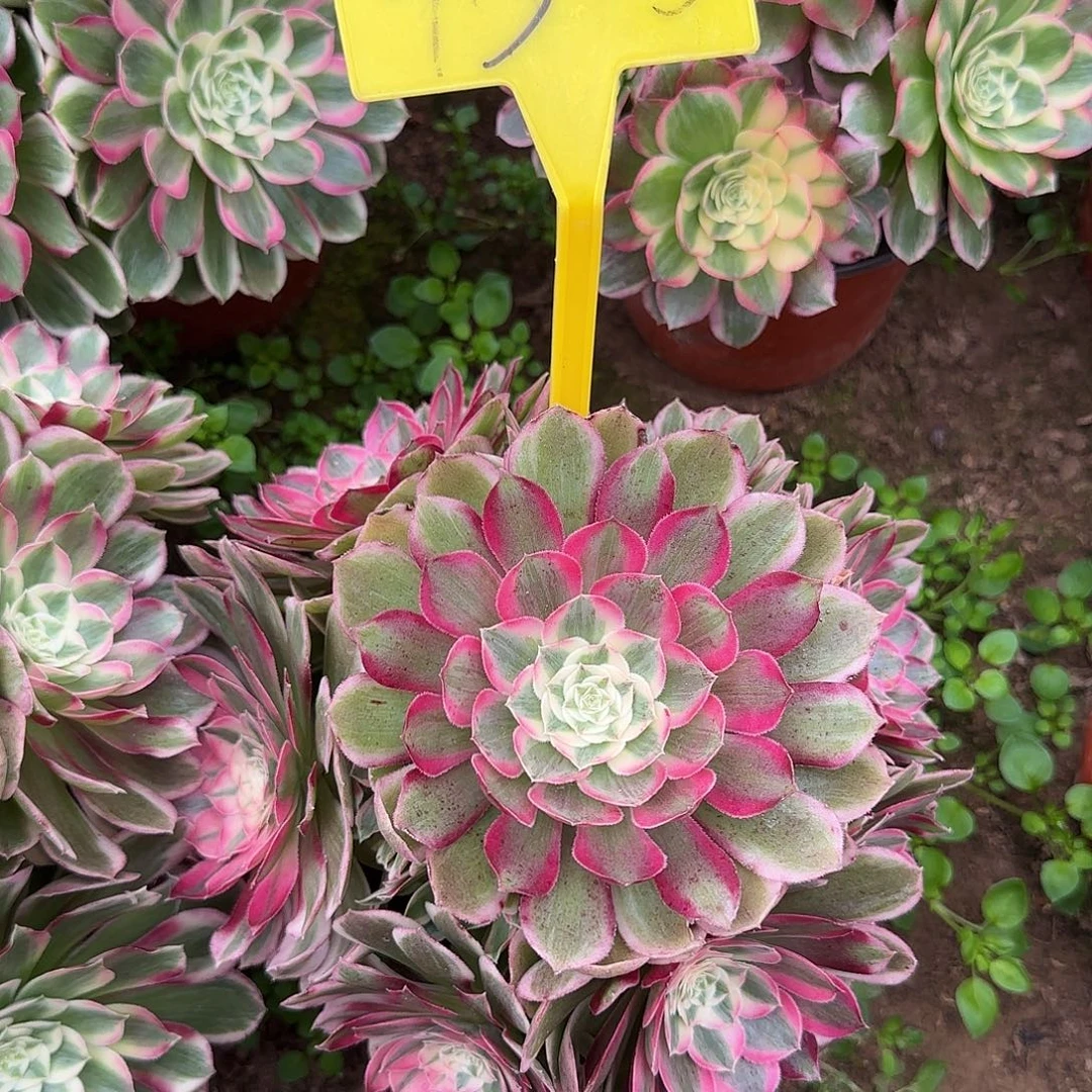 4305---孔雀翎多头