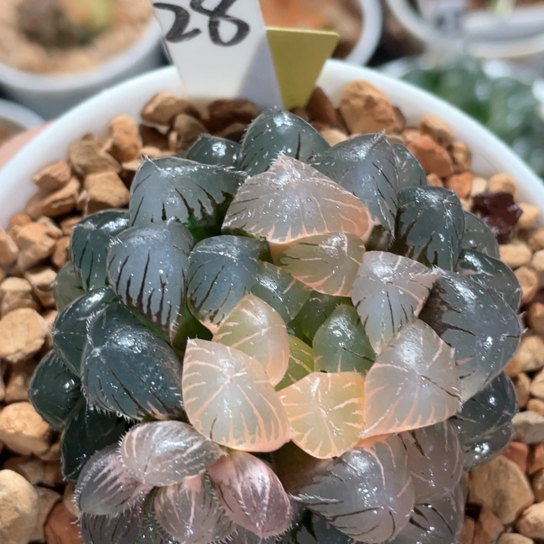 28蓝镜玉露锦。