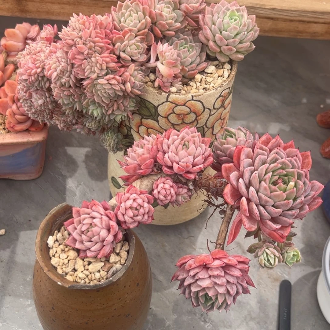 飘枝两颗南风专拍