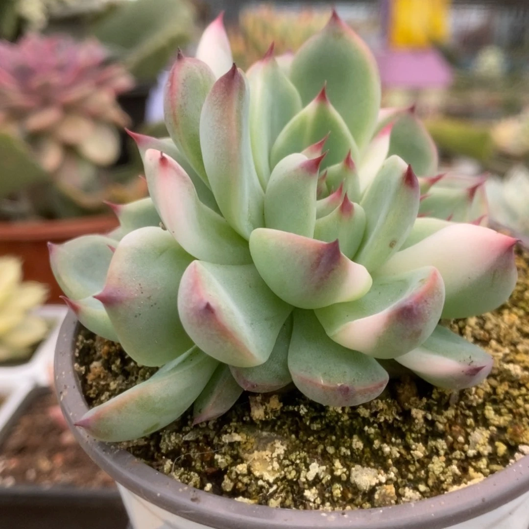 589锦锦锦锦锦锦锦