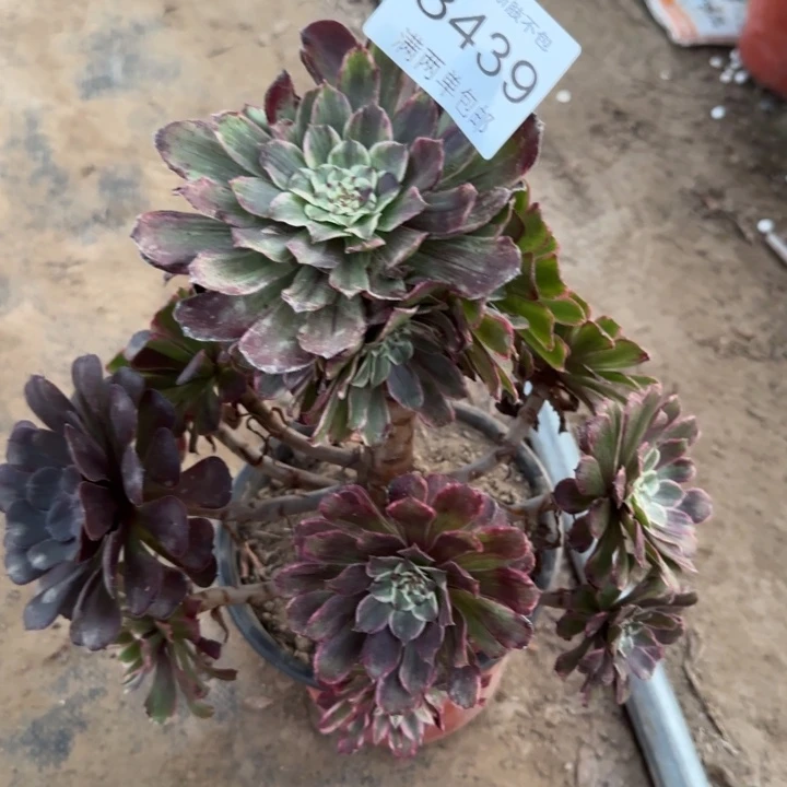 8439紫墨多肉植物