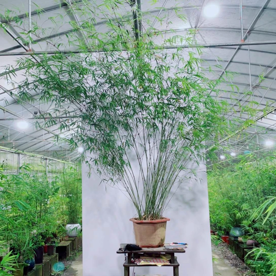 完全开放内门竹一物一拍