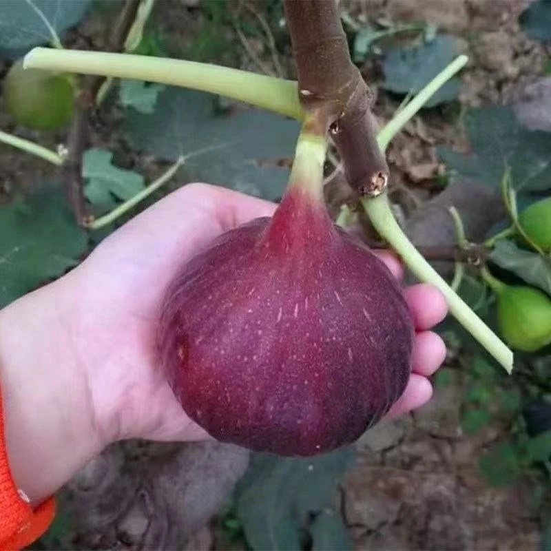 无花果树苗波姬红无花果树苗特大盆栽地栽矮化当年结果南北方种植