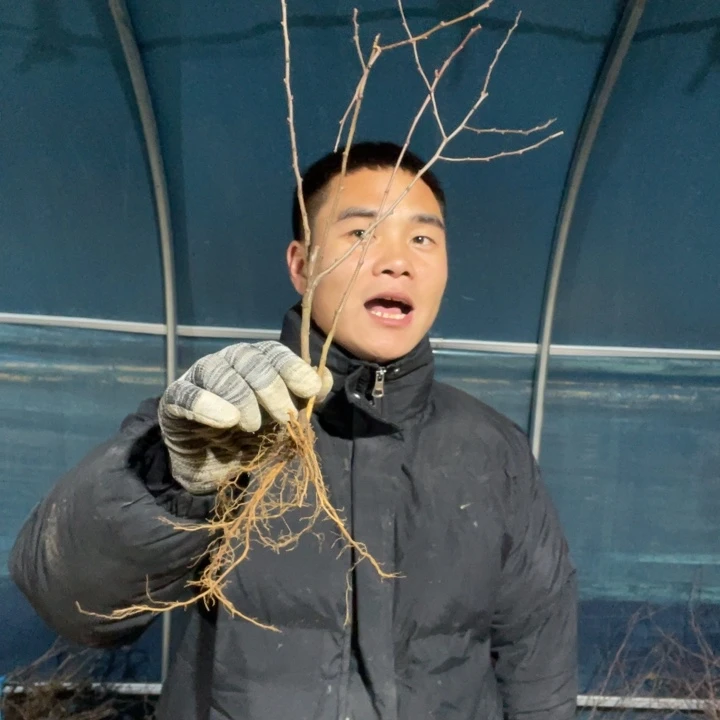 2颗    绿宝石海棠