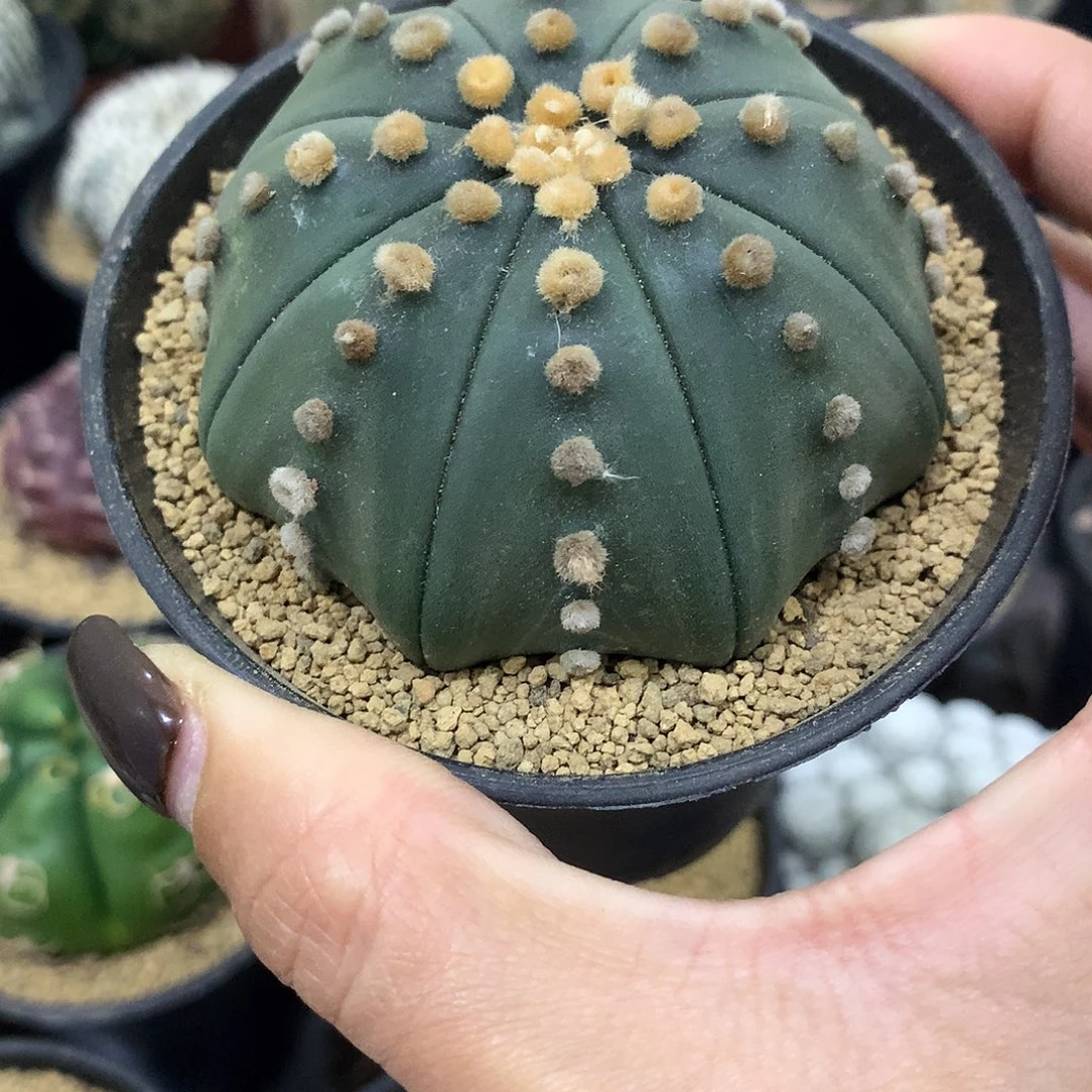 实生根连线琉璃兜