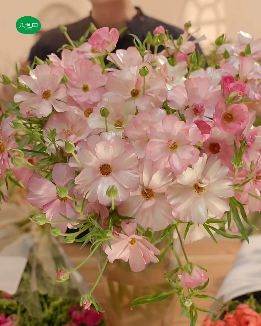 炫彩变色龙 蝴蝶洋牡丹（注意：会变色，实物以直播间展示为准哦！）