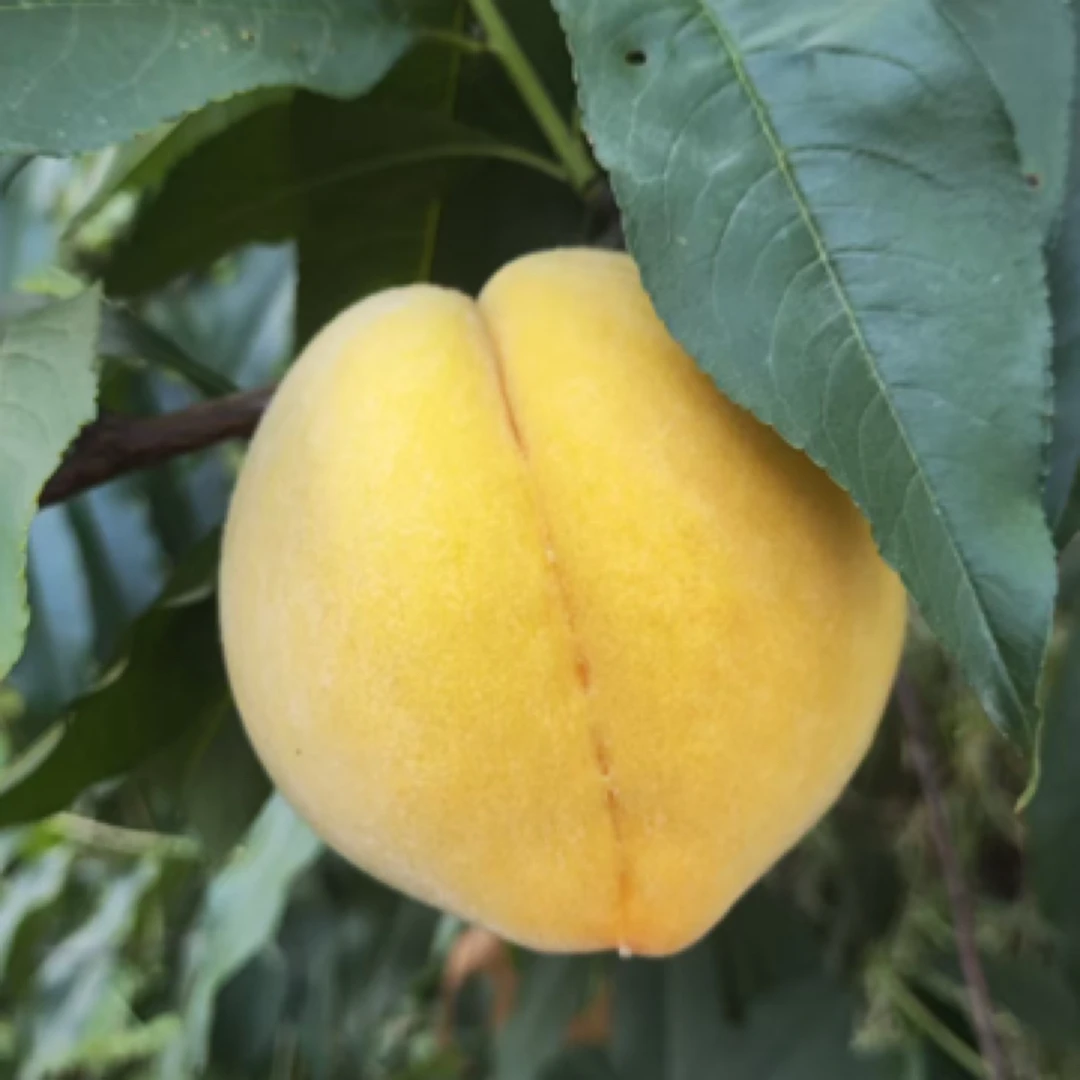 安化正宗现摘头茬蜜桃新鲜黄桃脆软两吃孕妇爱吃的应季水果