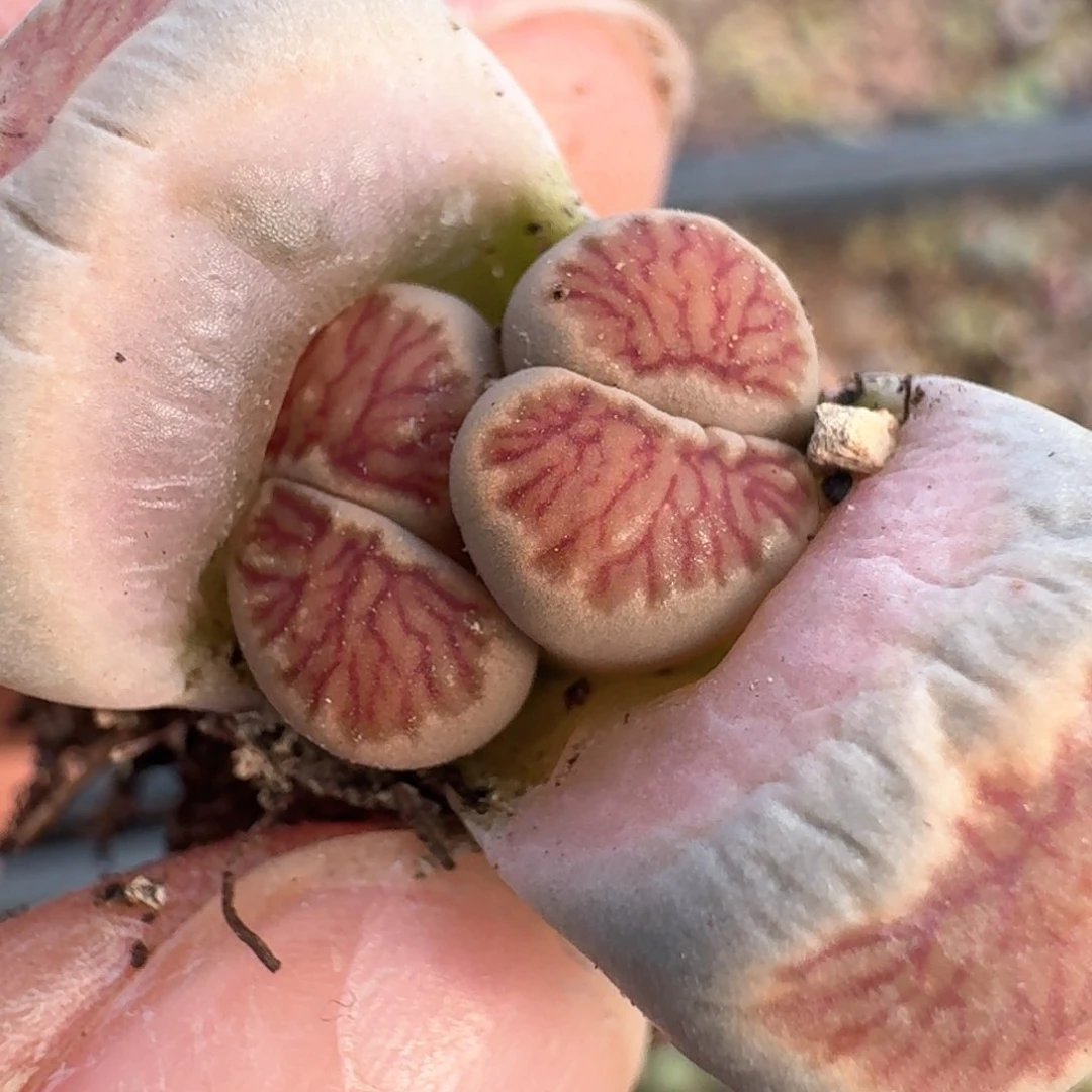 286双头菊00000000