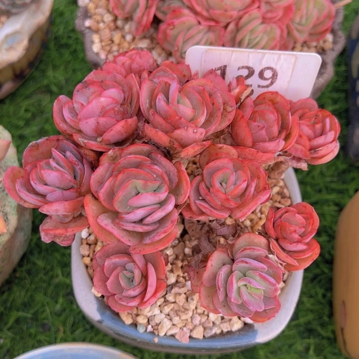 健健康康平平安安