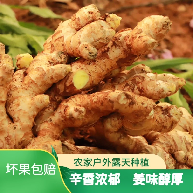 【两年老姜精选大块】云南小黄姜生姜农家自种调味新鲜食材