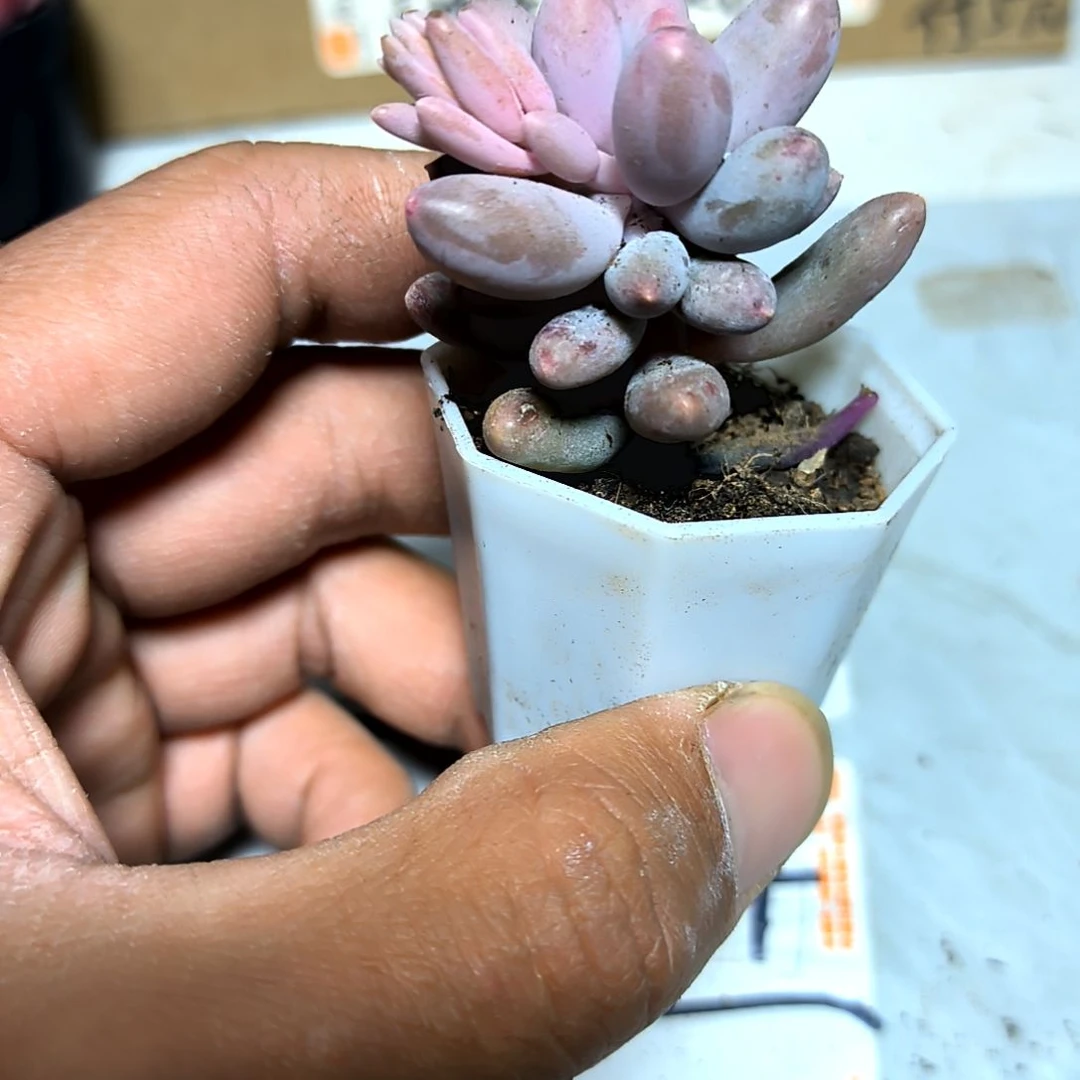 满6元包邮，婴儿手指俩颗