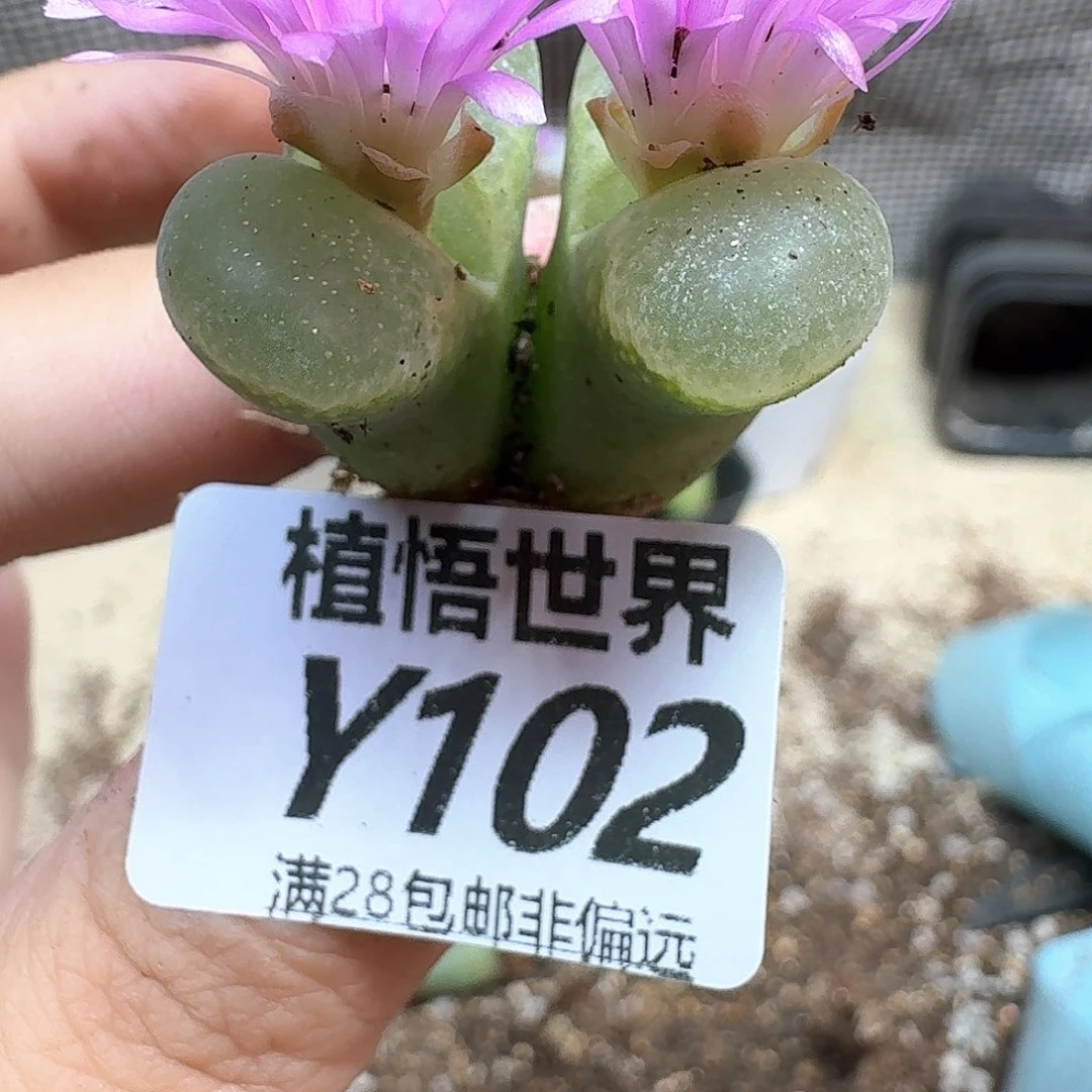 多肉植物的润泽cv