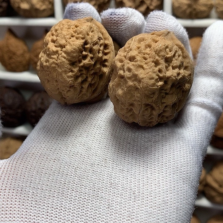 核桃44尺九尾狐19号