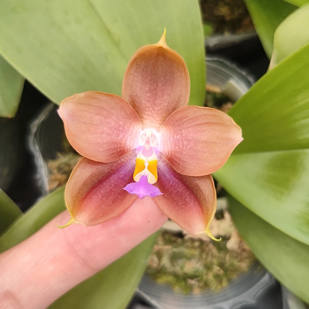 原生种蝴蝶兰2.5寸雅风焦糖玛奇朵