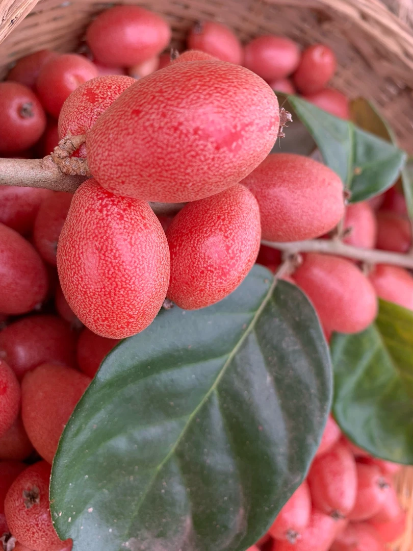 云南羊奶果普洱景谷特产景谷甜羊奶果