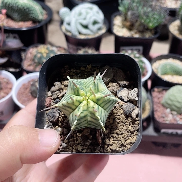 269斑马锦仙人球