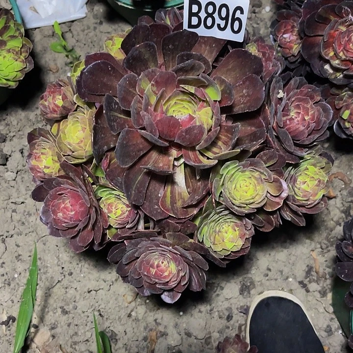 花月夜16—17包邮法师