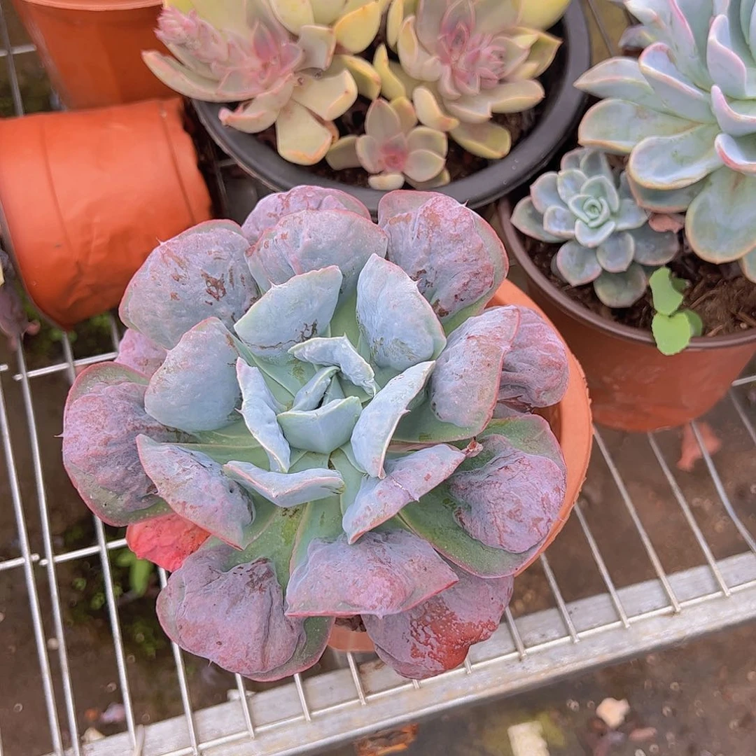 星之月 多肉植物