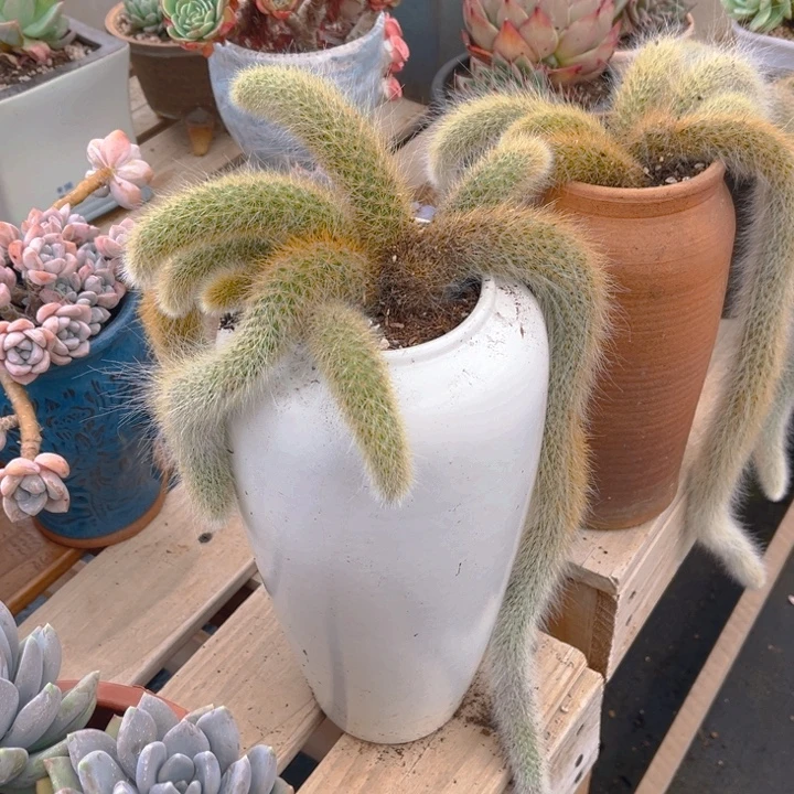 九尾狐多肉植物3 3 6