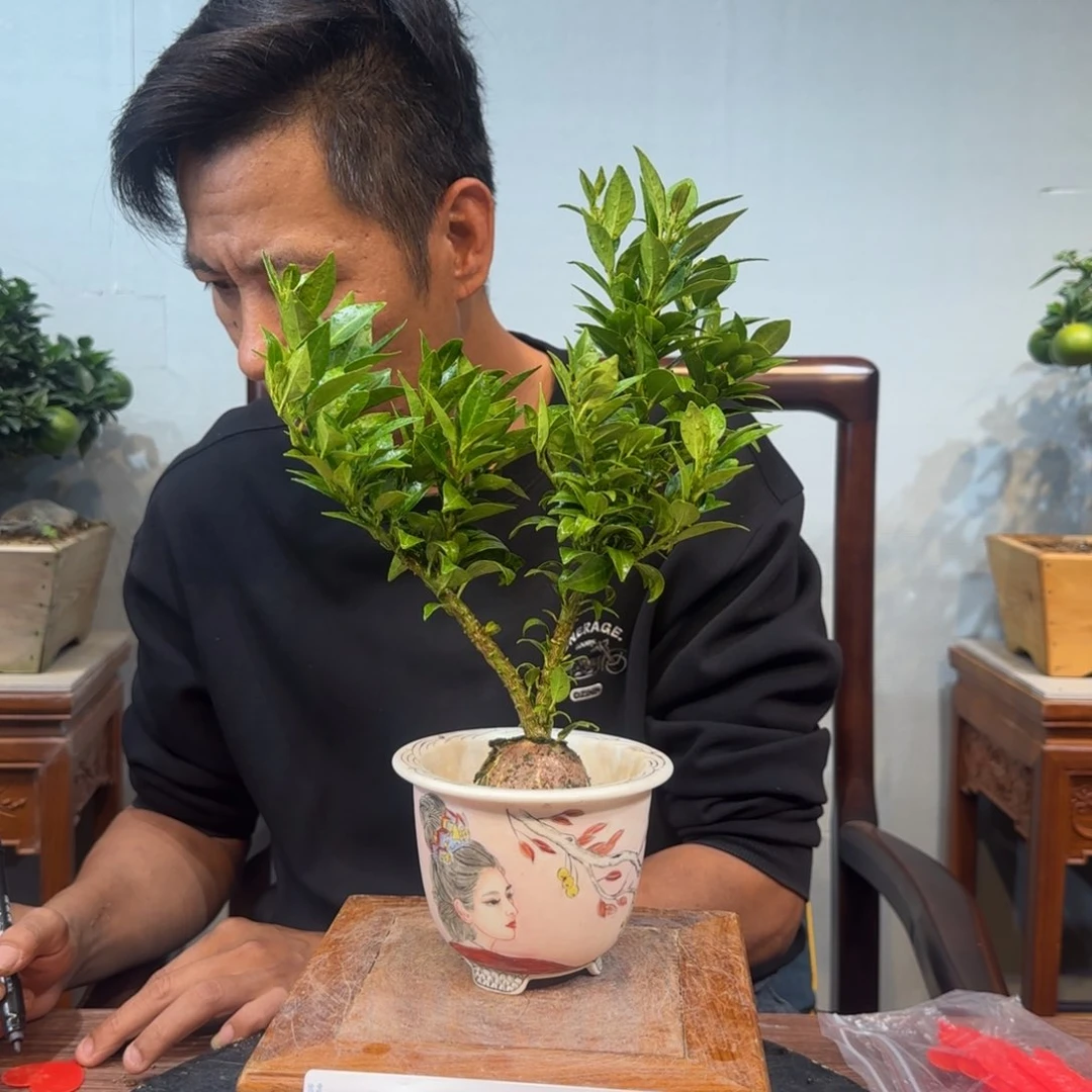 当前无花朵，栽培后可花朵吃**鱼