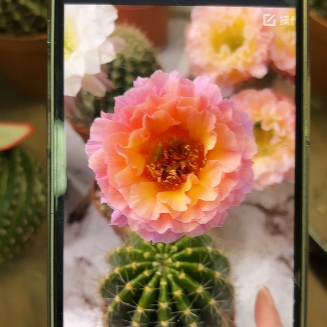 彩草青鸾火凤5.5-6公分左右