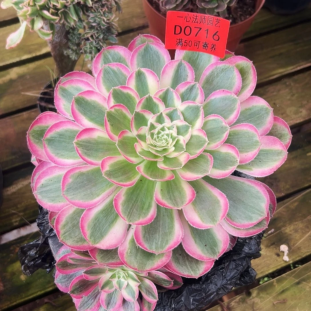多肉植物0716多肉植物