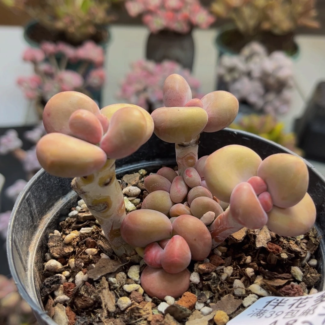 825/6cm芒果kk奶多肉