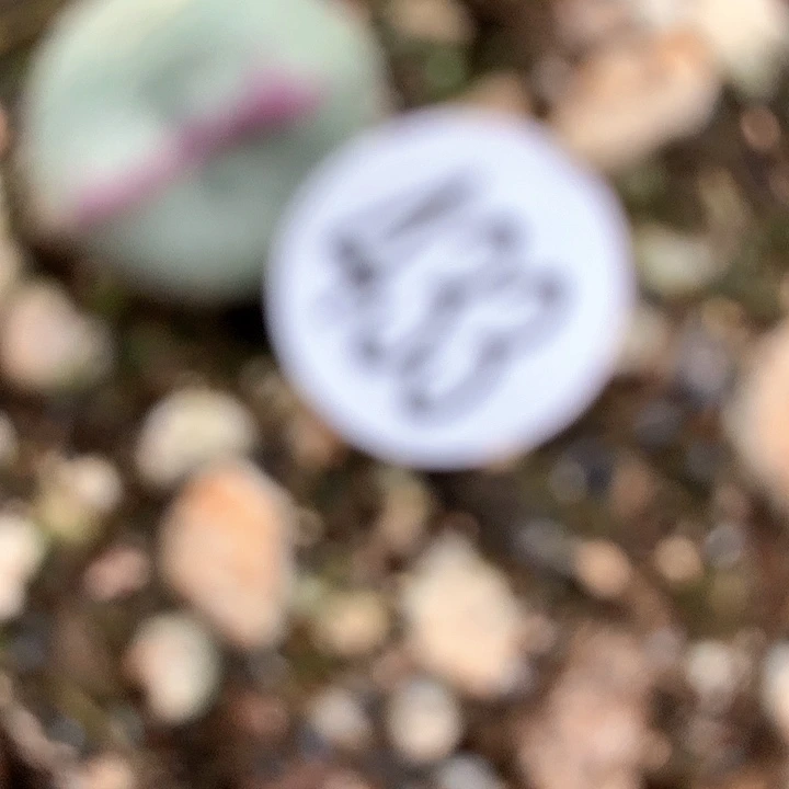 蜜433号1111111111111