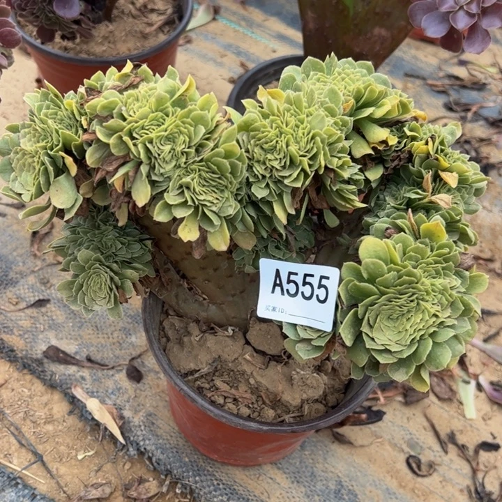 绿杨蓉缀多肉植物555.