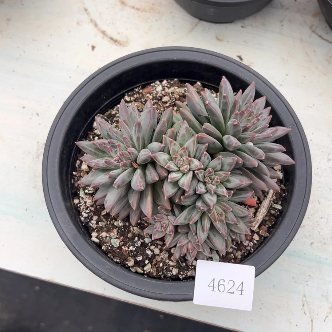 繁**锦4624不包整肉肉肉肉肉肉肉