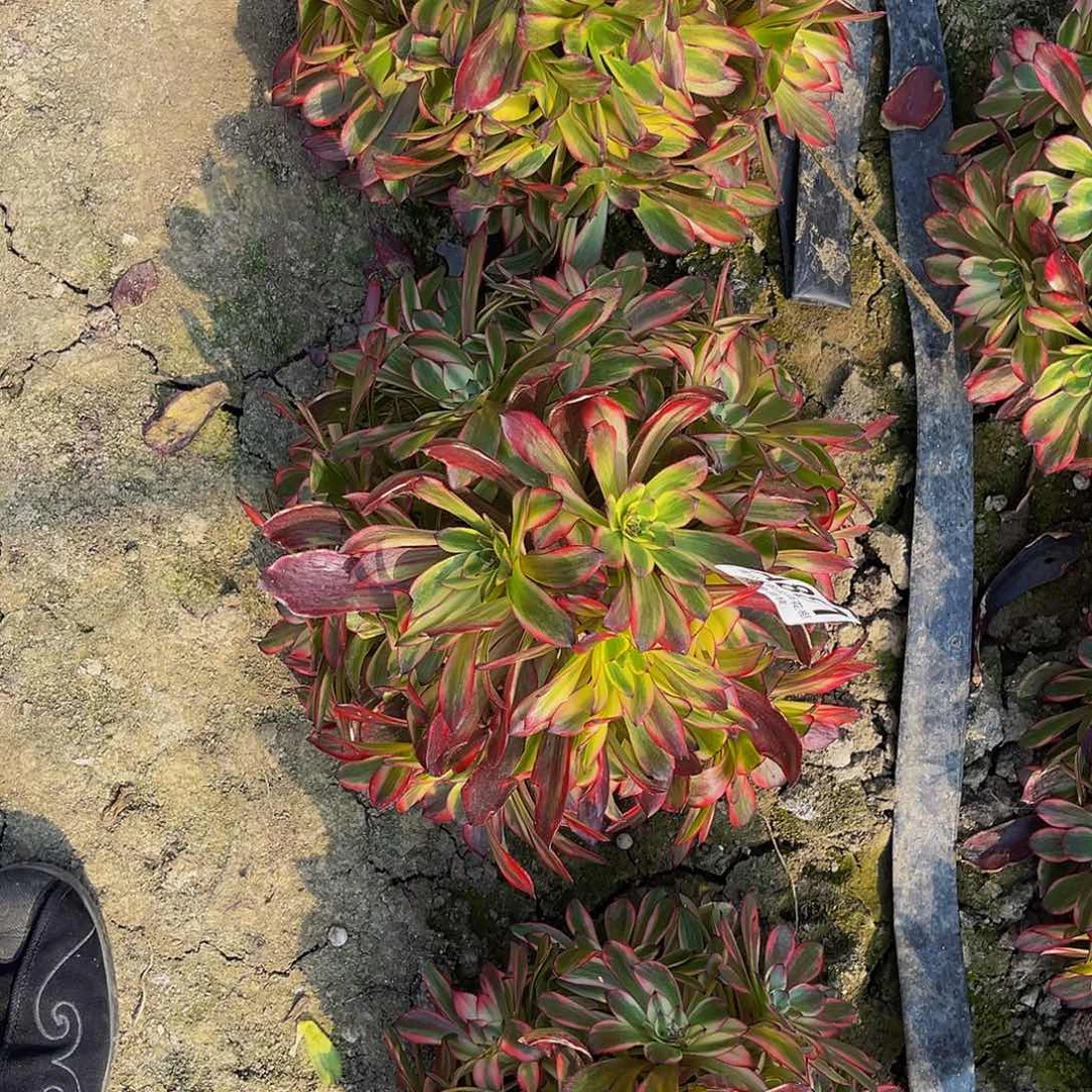 烟花法师多肉5-3